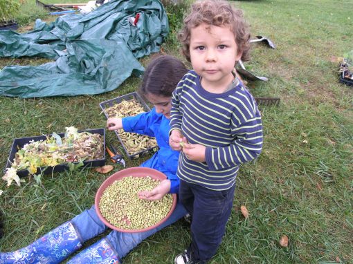 Shelling Soybeans & Learning Early